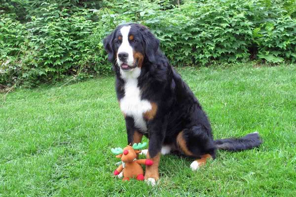 Laukie 8 Months Old
Just had a bath for the Tunbridge VT shows.
