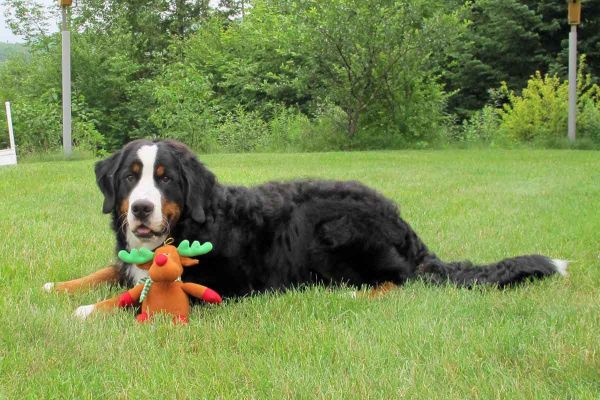 Laukie 8 Months Old
All the rain has certainly made the yard green.
