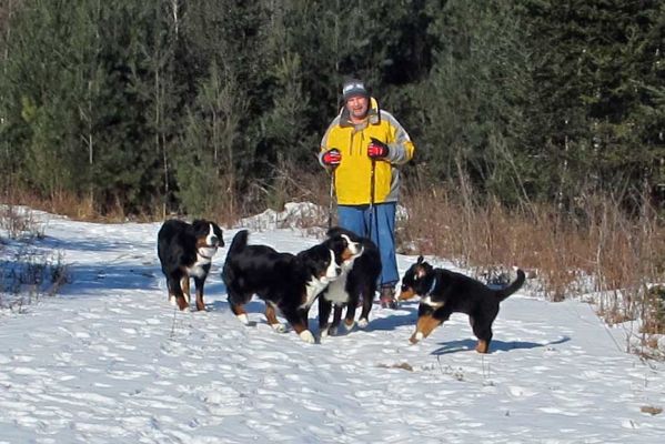 Laukie 3 Months Old
Running with the big dogs.
