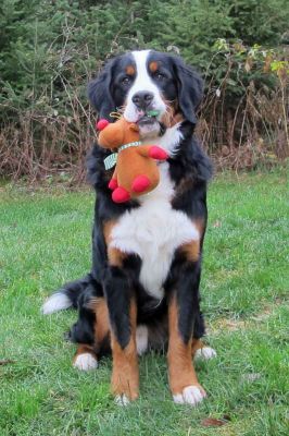 Laukie - 1 Year Old
100 Pounds!
