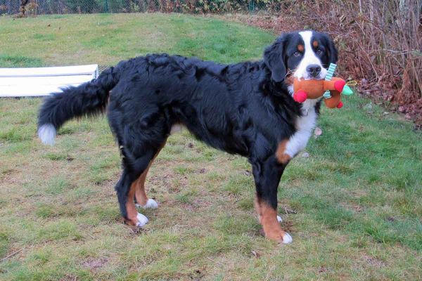 Laukie - 1 Year Old
100 Pounds!
