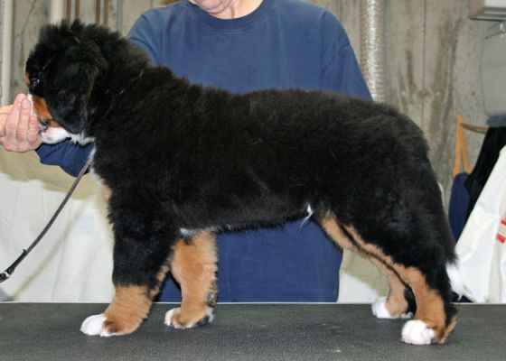 Laukie Almost 10 Weeks Old
He had his first bath yesterday.
