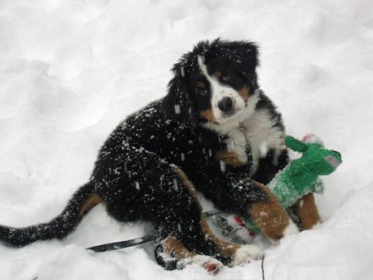 Liesl with Christmas Toy.
