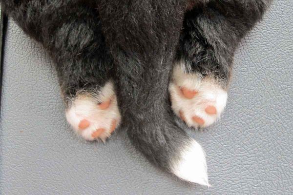 Puppy Feet - Day 33
