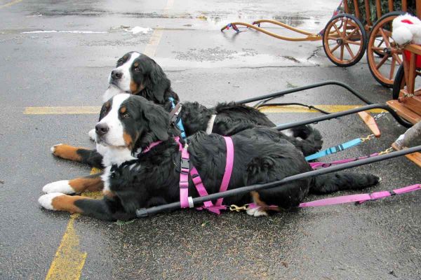 Balsam and Ripley
Patiently waiting for Bill to return from moving the car,
