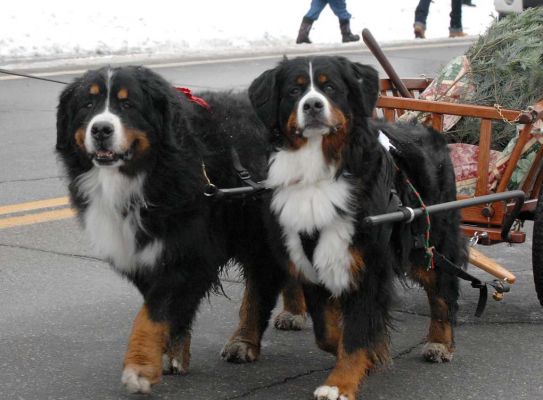 Littleton Christmas Parade 2104
Bentley and Molly Jones.
Photo by Lloyd Jones.
