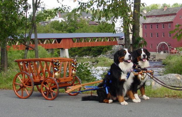 Hay Wagon with Single Shaft Brace 
Mac and Kessie in Littleton NH.
