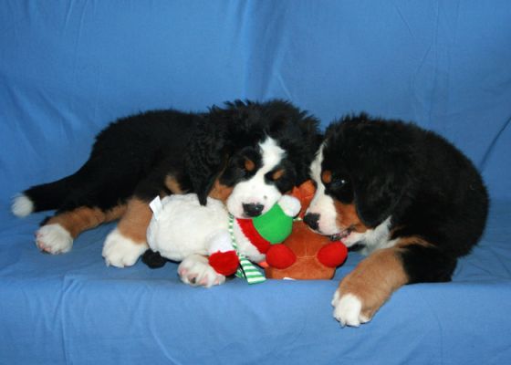 Moriah and Laukie - 2 Months Old
