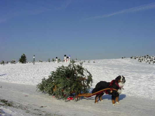 Mac with 2005 our Fresh Cut Christmas Tree at The Rocks Estate in Bethlehem, NH
