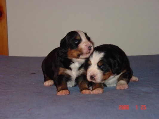 Madison (Left) and Monroe (Right) 14 Days Old
