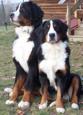 Maggie 1 Yr Old with Big Brother Simon
