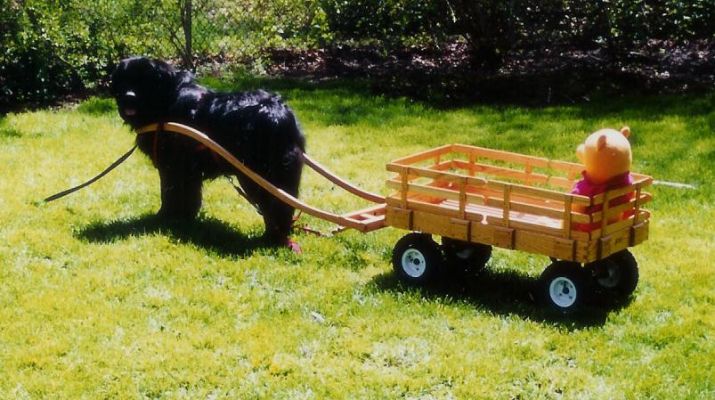 Max with Pooh and Standard SizeDeluxe White Oak Wagon
