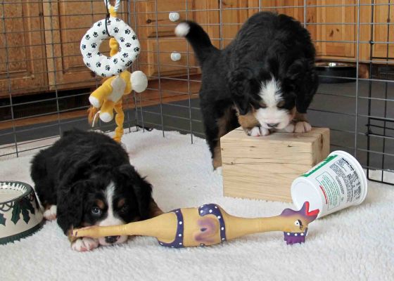 Lafayette & Moosilauke - Day 37
Pups investigate an invader - a plucked chicken in a bikini!
