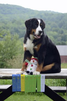 Moriah 8 Months Old
Moriah with her Tunbridge VT dog show ribbons.  She now has her Beginner Novice Obedience title.  Congratulations!
