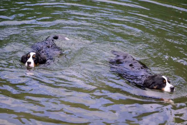 Moriah 7 Months Old.
I Love to swim with my sister Addie.
