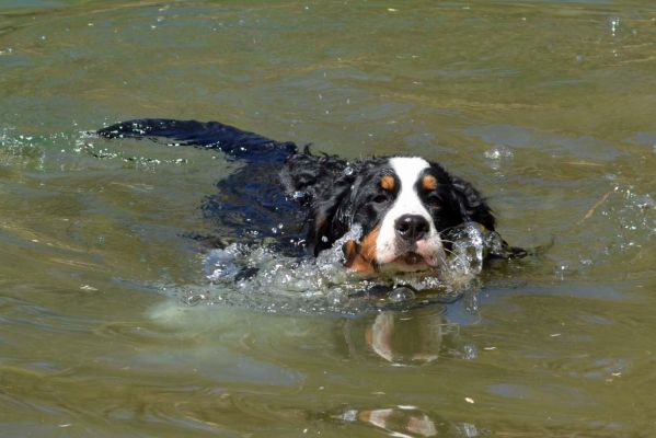 Moriah 6 Months Old Swimming
The older dogs in the family have taught her to swim.
