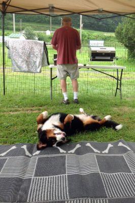 Moriah At Her First Dog Show
Moriah, at 8 months of age, settles into the RV life of a show dog in Tunbridge, VT.
