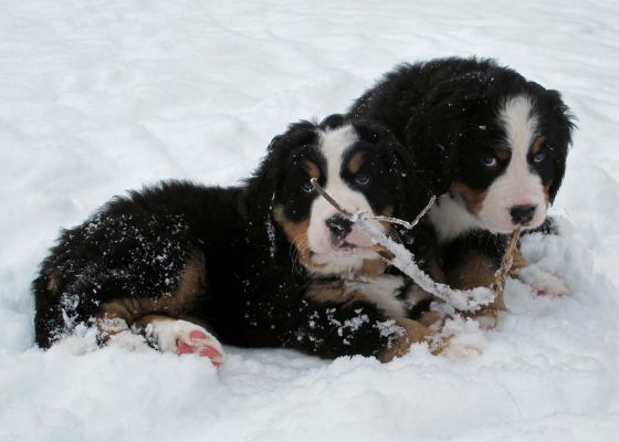 Moriah and Moosilauke - Day 49
Christmas Day.
