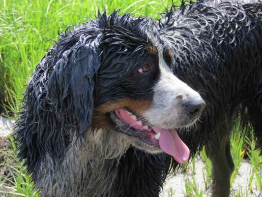 Tenney Enjoys the Local Mud Flats
