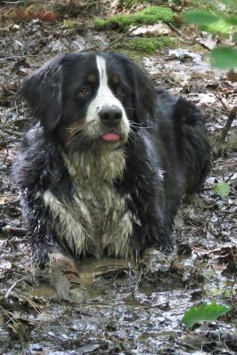 Tenney Enjoys the Local Mud Flats
