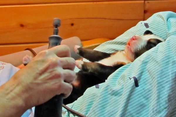 Moosilauke - Day 11
Mousilauke getting his first dremel manicure.
