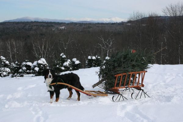 Hay Wagon With Sleigh Runners
This pulls beautifully!
