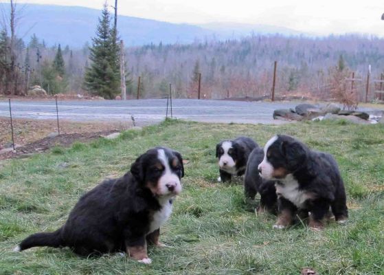 Pups Outside for the First Time - Day 27
It was 36 Degrees F.
