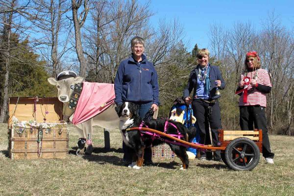 Balsam NDD & BMDCA Versatility Dog
On April 6, Balsam passed her BMDCA NDD test and the next day, she passed her DD test.
