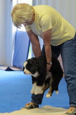 Puppy Aptitude Testing
Lisbon.
