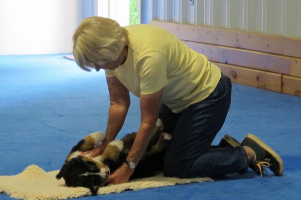 Puppy Aptitude Testing
Thornton.
