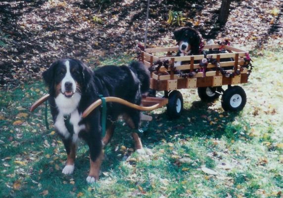 Trish Sullivan's Brylin's Pied Piper and October's Rescue The Sun with Walnut and Bird's Eye Maple Deluxe Wagon
