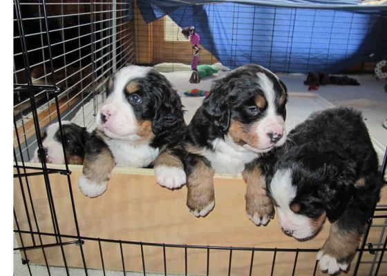 Jackson, Moriah, Lafayette and Moosilauke
We need to raise the board to prevent the puppies from escaping out of their pen.
