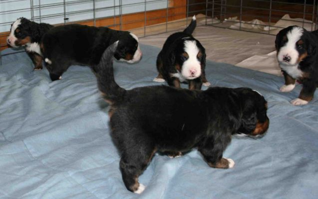 Puppies Day 19
We are all walking!
