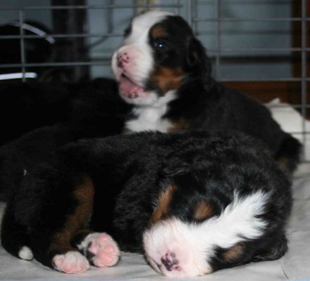 Puppies Day 19
Being cute makes me tired.
