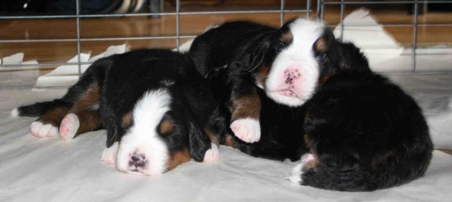 Puppies Day 19
We are out of the whelping box and in a bigger pen.
