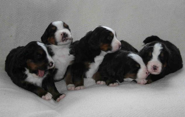Puppies Day 20
Mina, Rose, Romeo, Bella and Valentino
