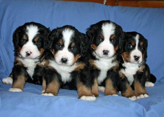 Puppies - Day 35
Moriah, Jackson, Moosilauke & Lafayette
