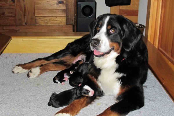 Week 1 - Ripley and Puppies
Four Puppies Is Much Easier Than Eight
