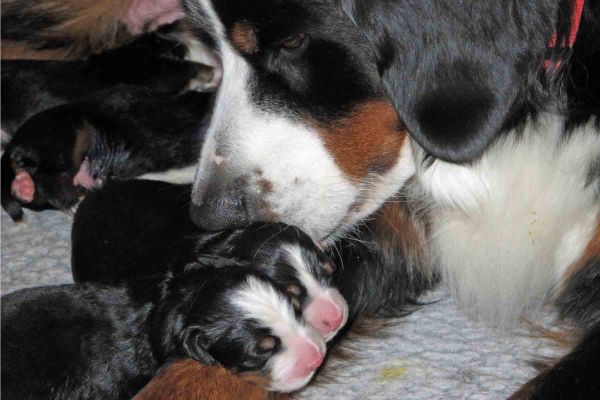 Week 1 - Ripley and Puppies
Whispering Sweet Thoughts
