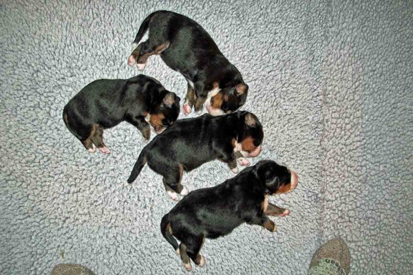 Four SLeeping Angels - Day 10
Top to bottom, Jackson, Lafayette, Moriah and Moosilauke. 
