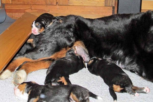 Puppies - Fed and Washed - Day 11
Lafayette is showing that we must put higher sides up on the whelping box.
