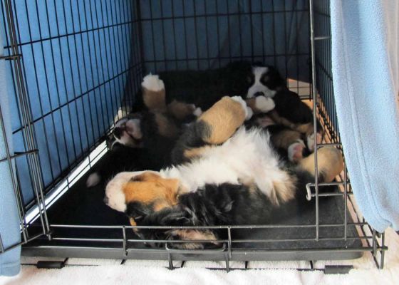 Tired Pups after Romping In The Snow - Day 49
Christmas Day.
