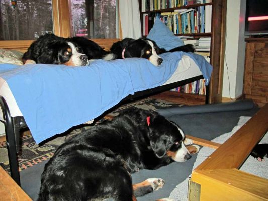 Puppy Watching - Day 10
Kessie and Balsam on the bed are allowed to watch but not touch.
