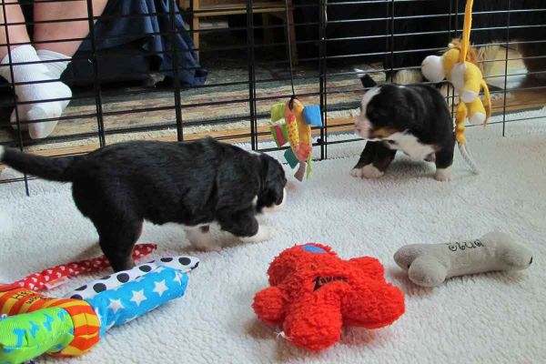 Pups - Day 23
Pups beginning to play with toys and each other.
