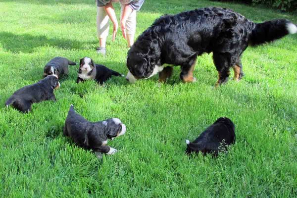 Pups and Balsam - Day 24
 First time outside, no one was upset at all.
