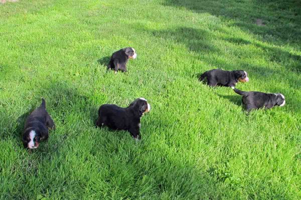 Pups - Day 24
First day outside.
