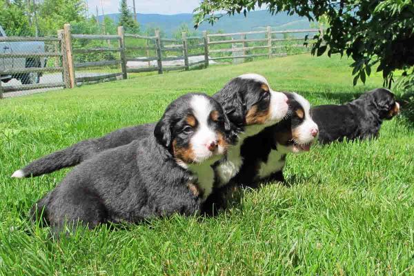 Pups - Day 24
First day outside.
