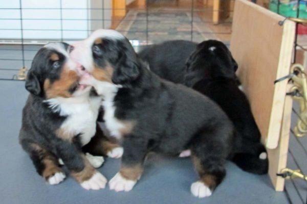 Thornton and Bartlett - Day 23
Pups are starting to play with each other.
