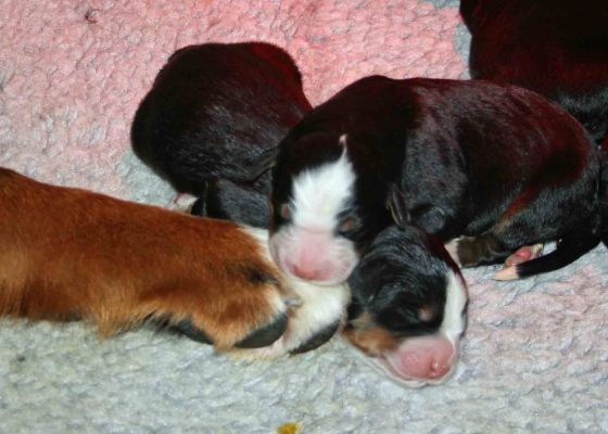 Pups Sleeping on Ripley's Front Paw
Day 1 - Everyone's exhausted.
