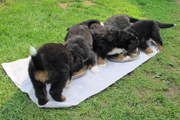 Pups Enjoy Outside Picnics - Day 42
Pups enjoy spending time outside and are exploring the woods, discovering Laukie's tree forts.
